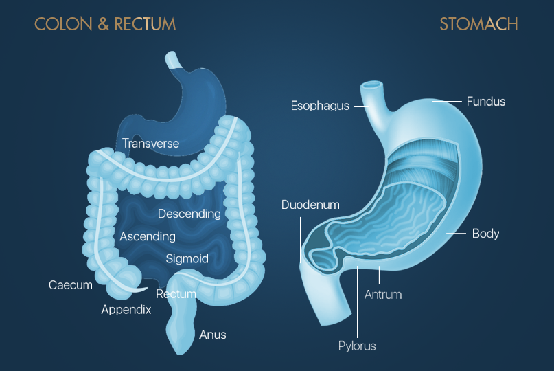 Endoscopy Singapore Endoscopy Procedure Ogd Surgical Associates